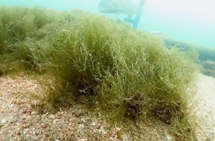 水底的羽毛藻生长的真是十分茂盛!