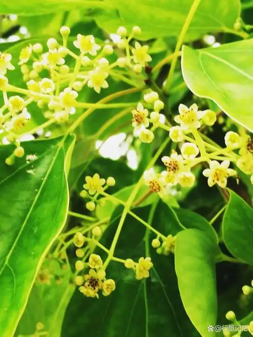 香自何处来?满城香樟花正开