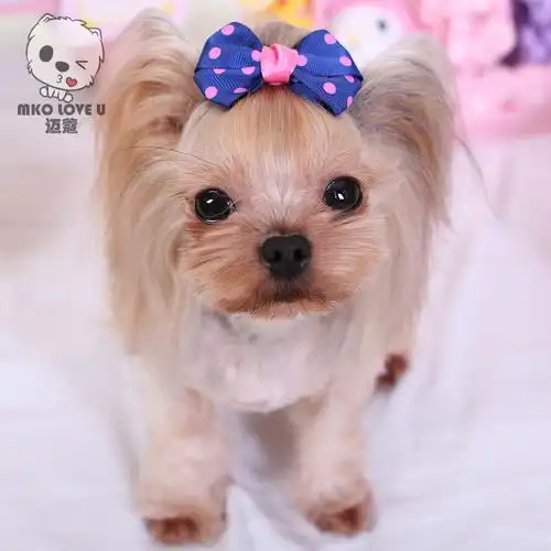 【mko 迈蔻】泰迪约克夏宠物狗狗波点双层蝴蝶结发夹饰品头饰单个