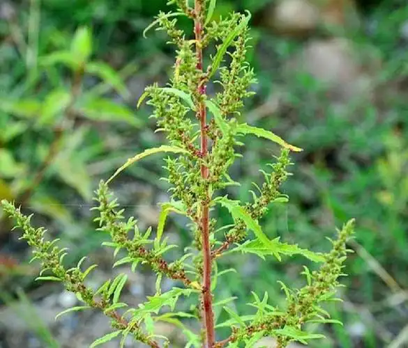 土荆芥是一种什么样的植物?