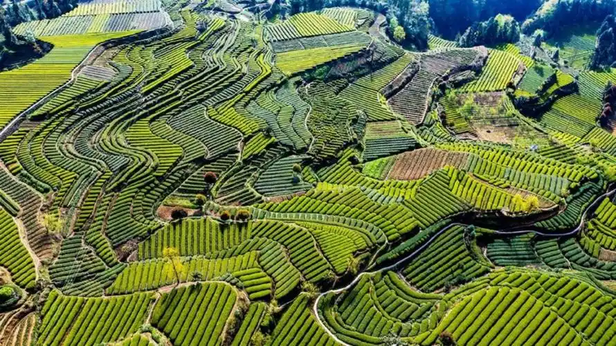 层层叠叠的梯田茶园,从山脚延伸到山顶.像一级一级登上蓝天的天梯!