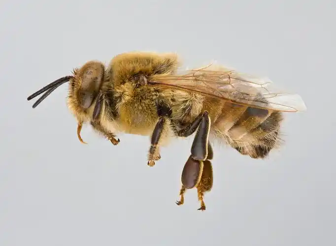 西方蜜蜂(apis mellifera)是最重要的养殖蜂种,图为雄性