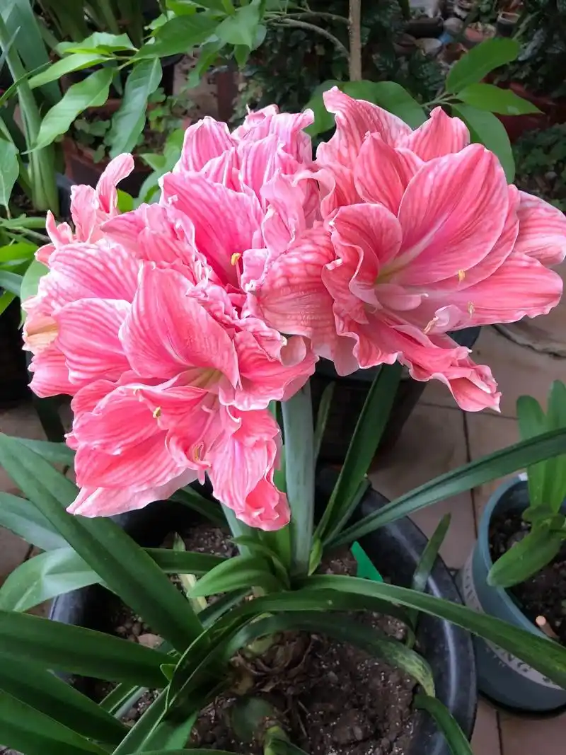 进口朱顶红 #朱顶红  甜蜜妮芙 - 抖音