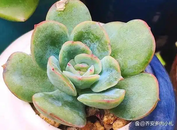 不出状态也好看的多肉晨露,在广东全露养无压力,种再多也不嫌多