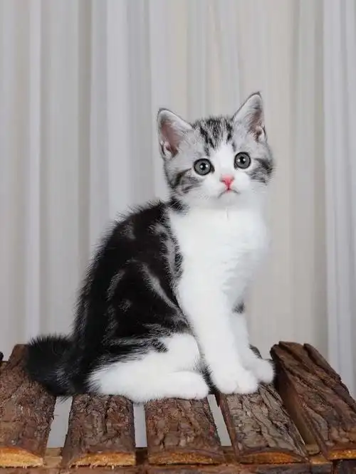 美短起司猫好养吗?‖攻略来了