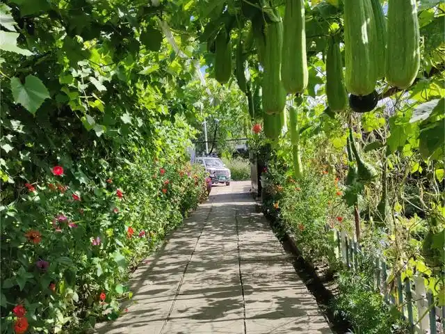 巾帼生态小菜园来啦!这拨是鸡西铁力的.