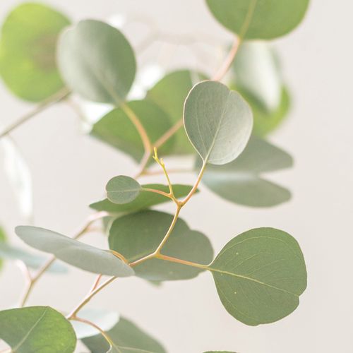 花草鲜切北欧干花可做鲜切枝桉叶苹果叶苹果尤加利鲜花速递同城