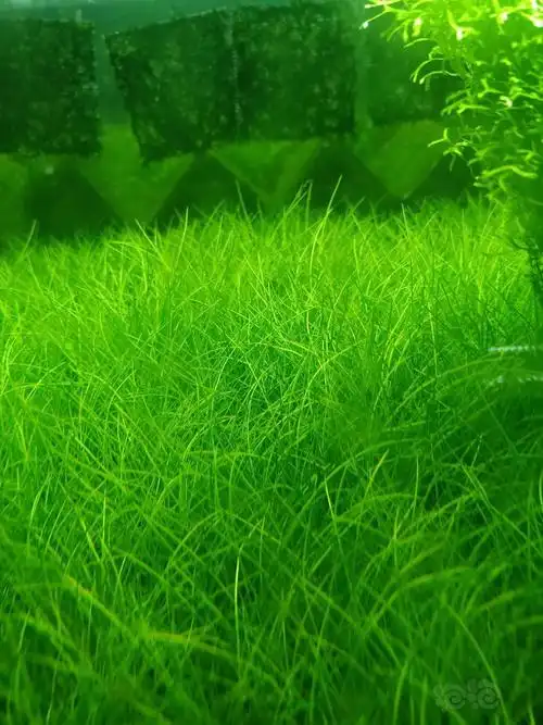 【水草】莫斯草场批发,出迷你牛毛趴地 - 泡泡水族