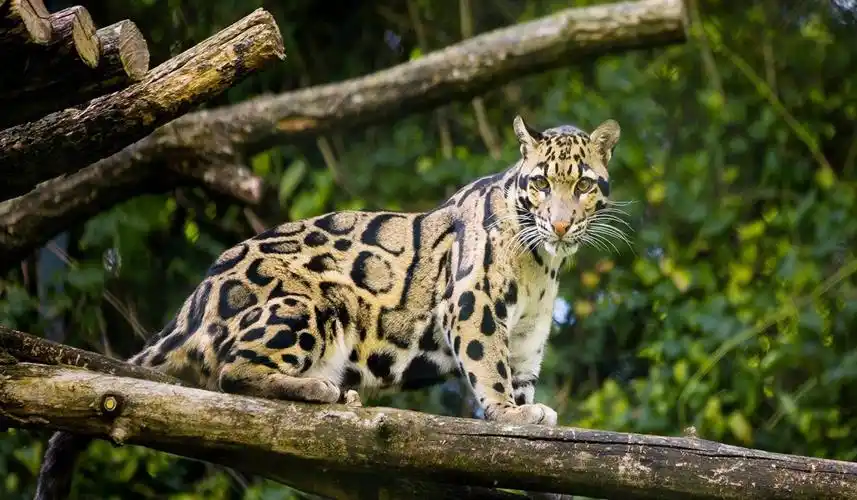 最美的猫科动物拥有王者气息却因太漂亮被捕成濒危动物