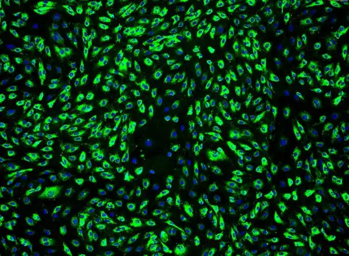 人真皮微血管内皮细胞-成人