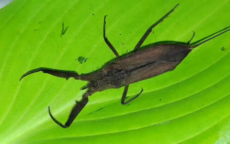 吉林产壮蝎蝽属