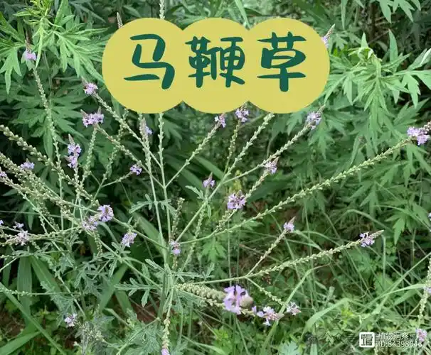 花序形如马鞭,俗称"马鞭草",泡茶煲汤有妙用,农民朋友要了解!