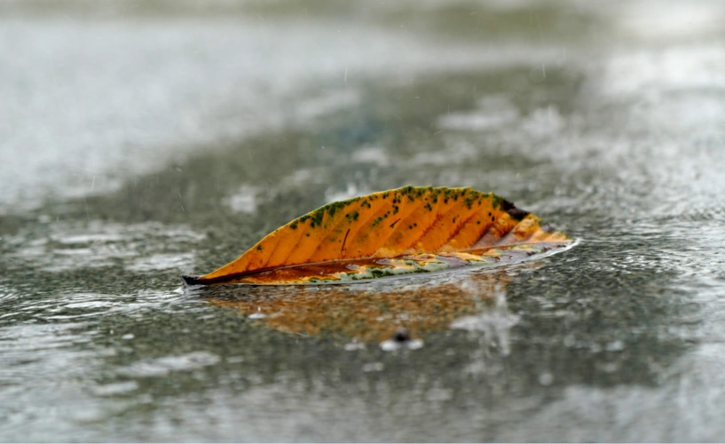 一帘秋雨秋"郑"浓