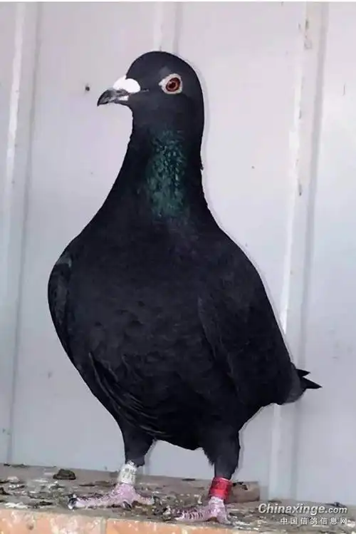 实拍自己家的鸽子詹森桑杰士血统纯正3001600元一对v15358381678