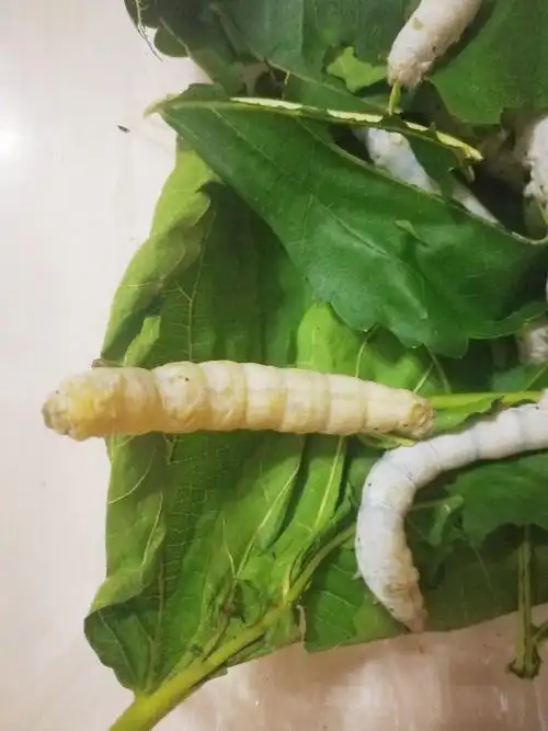 其它 一条小蚕的自白 写美篇大家好 我叫小蚕 我