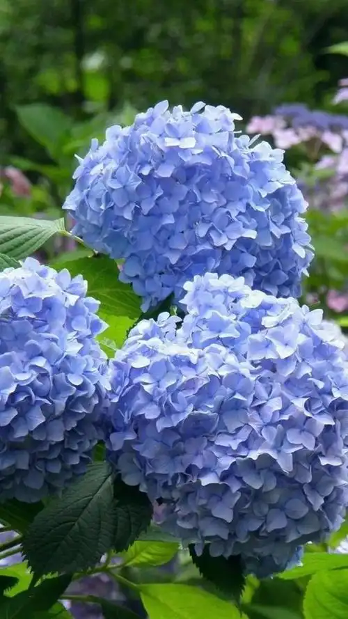 六,蓝色月季蓝色的月季花更受人们的喜爱,有着独特的姿态,浪漫中又