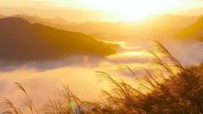 日出云海清晨阳光唯美治愈芦苇高山云海云雾锁屏4k