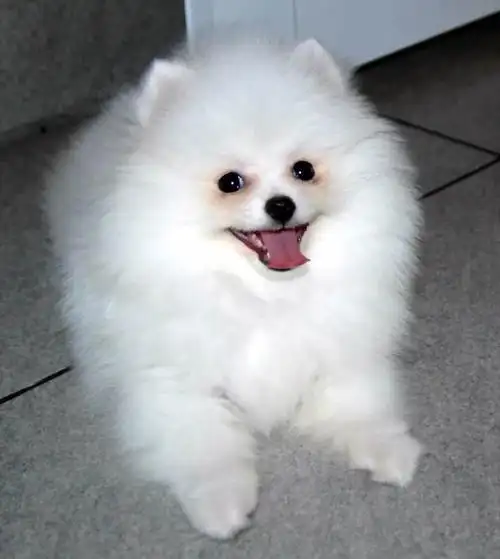 杭州哪里有卖博美 博美好养吗 成年博美肩高体重 博美能长多大