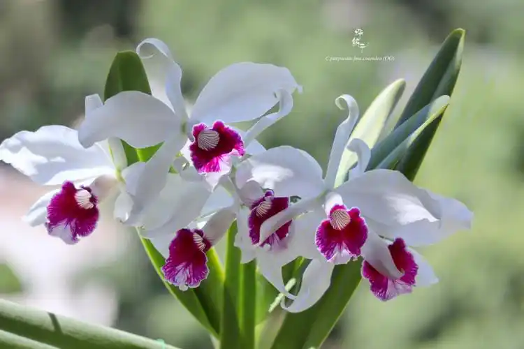 原生卡特兰cpurpurataog