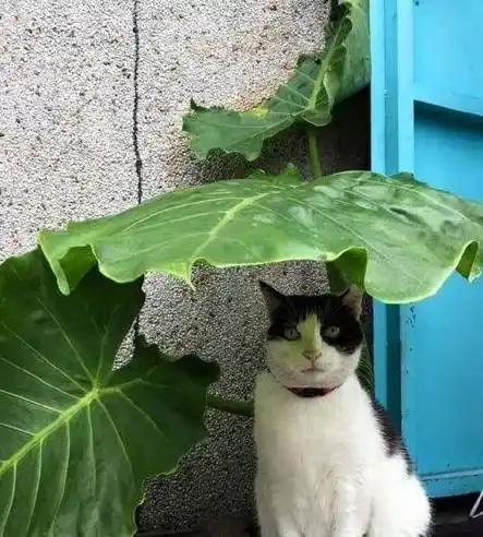 了一只流浪猫,这只流浪猫躲在角落里的一片叶子下,应该是在那里避雨