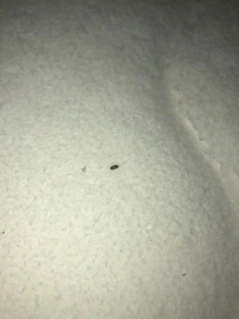 床上有这种小虫子 床单下面有这种小虫子,请问大家知道是啥吗,太吓人