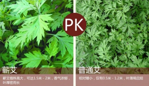 蕲艾与普通艾草有什么区别?