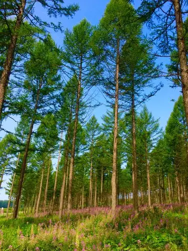 塞罕坝的夏天之红松洼