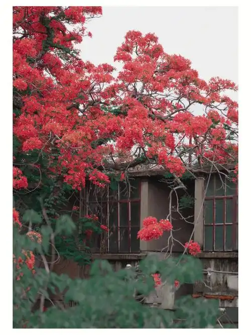 我是阴天拍的凤凰花,凤凰花大红大绿,颜色不太好调.