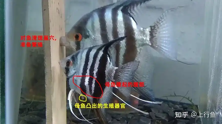 燕鱼公母区别图片