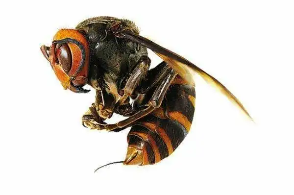 人头蜂,葫芦蜂或马蜂等多种叫法,属膜翅目胡蜂科,是我国虎头蜂品种中