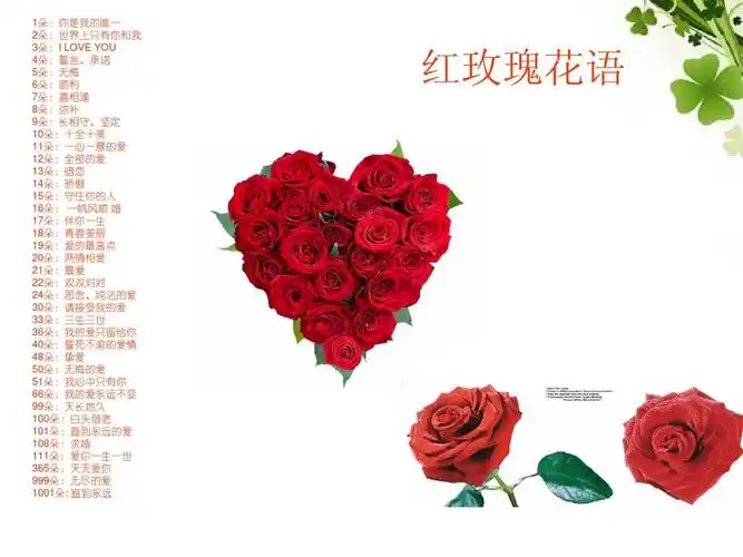 红玫瑰花语