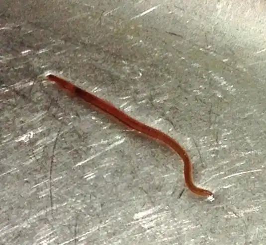 会在下水道及厕所一带出没,搞得在家都提心吊胆的.