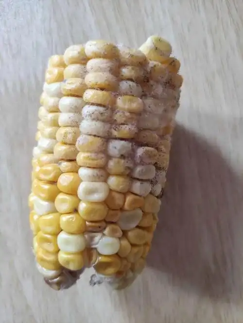盛夏书香 的想法: 我们在发霉的玉米里面发现了霉菌,儿子说,那是霉菌