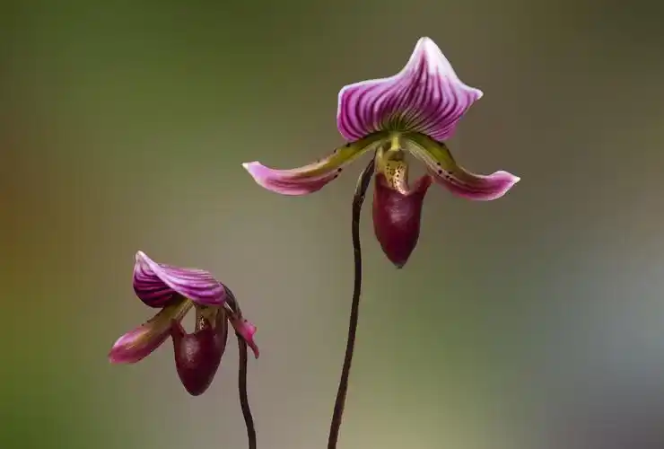 野生兰花草图片大全(野生兰花大全大图) - 医药经
