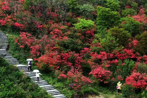 2020大熊山杜鹃花