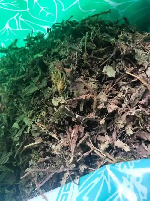 莽草的功效与作用