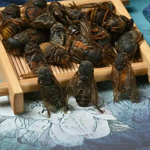 牛虻虫 牛虻虫 大牛虻牛牤虫 牛氓虫粉真货好货-阿里巴巴