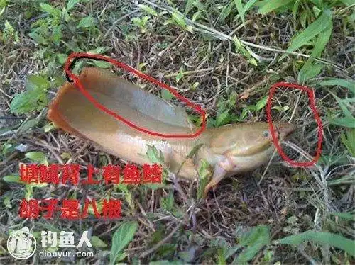 图文详解塘鲺鲶鱼的区别介绍