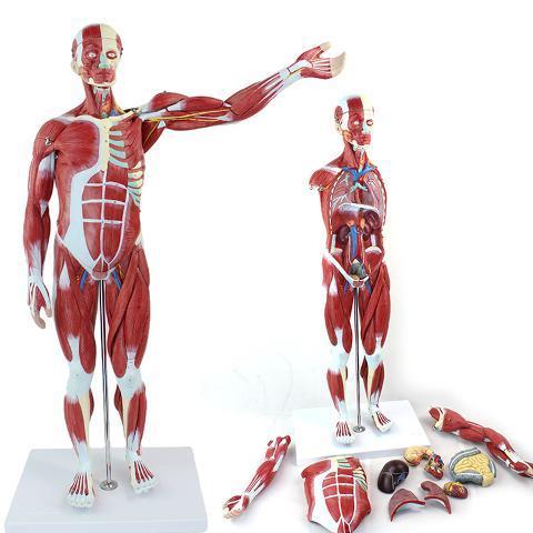 医学教学人体全身肌肉模型内脏器官解剖结构组织拆卸运动仿真教具 78