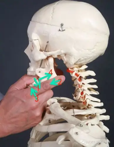 听故事学推拿123整复颞下颌关节脱位