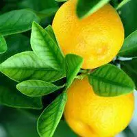 橘子可爱带字头像_微信头像图片大全