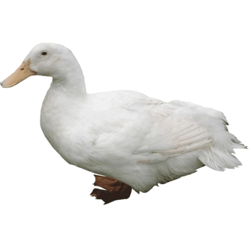 白色羽毛鸭子