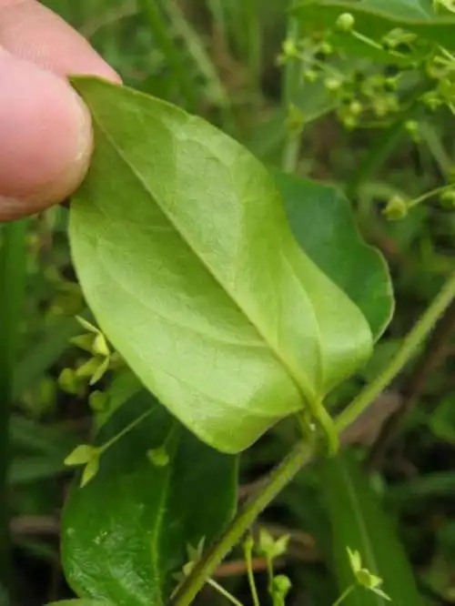 具有祛风,止咳,化痰,催吐,散瘀功效;主要含有娃儿藤碱,异娃儿藤碱,娃