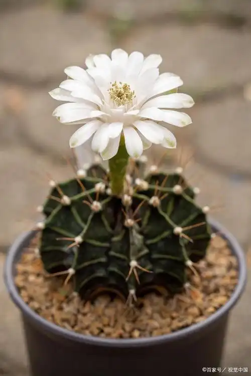 玉翁仙人球怎么浇水