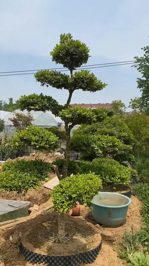精品瓜子黄杨造型树四季常青不落叶
