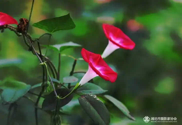 公园隋拍小牵牛花.