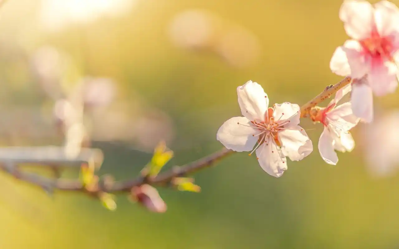 小清新淡雅花卉图片电脑壁纸