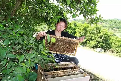 这个女人了不起带动村民养蜂致富酿造甜蜜生活
