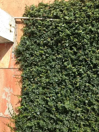 这个爬墙的植物叫什么.