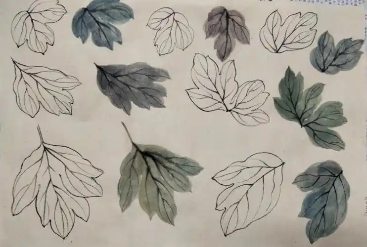 牡丹花叶写生作业